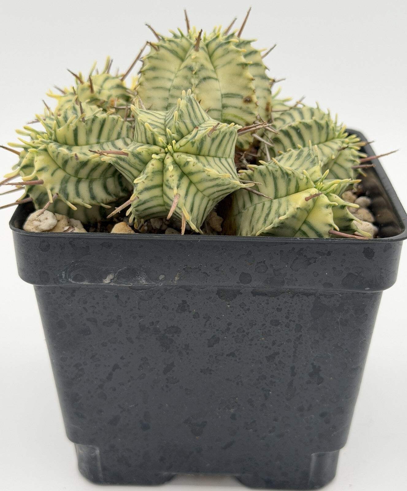 Euphorbia Meloformis Variegated Super Healthy In 4.5 Inch Pot- Multi-Head Plant!