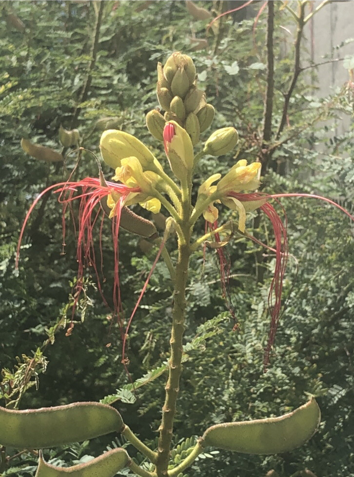 MEXICAN BIRD OF PARADISE Seed, Yellow Flowering Shrub, Home Grown, 15+ Seed