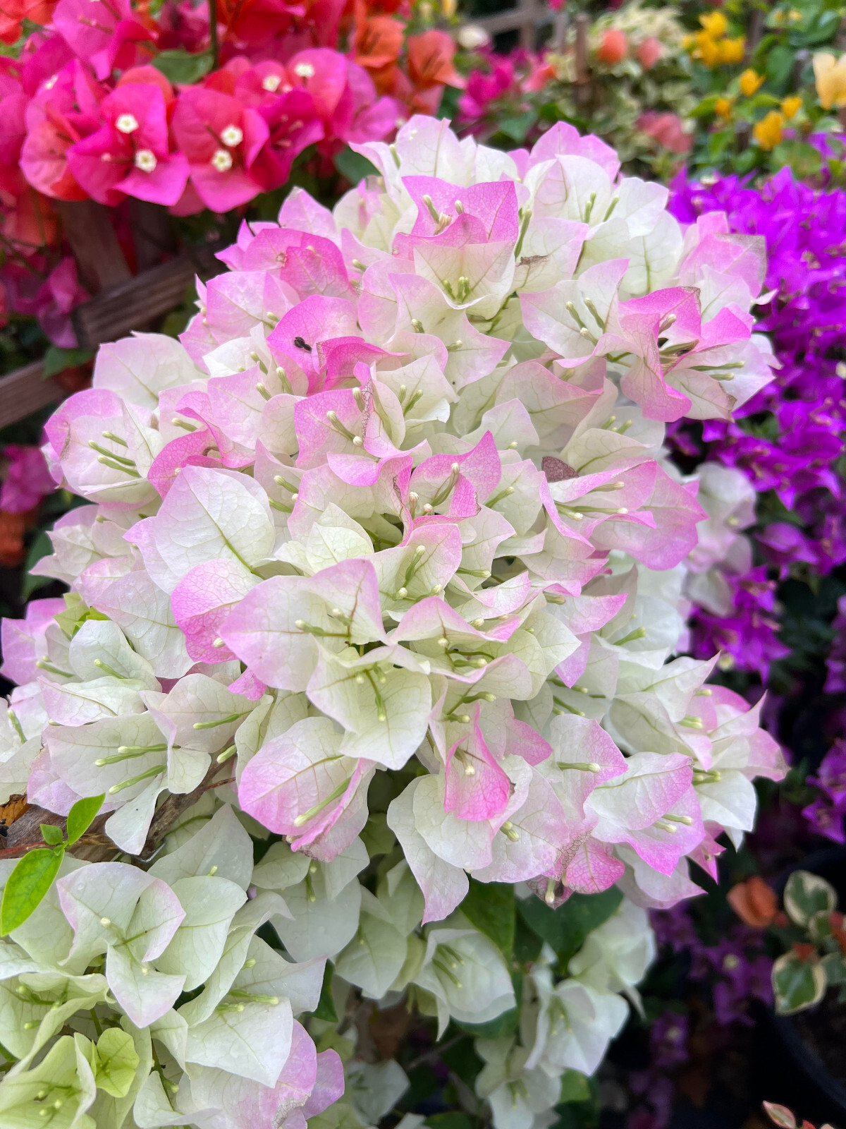 White Live Plant Bougainvillea Vine in 6″ Pot Trellis Fast Growing NO CA