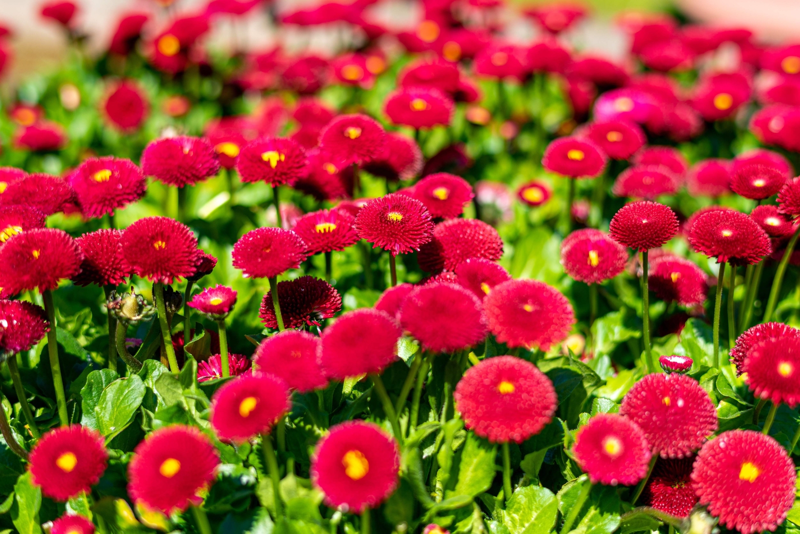 100 RED ENGLISH DAISY Bellis Perennis Flower Seeds *Flat S/H