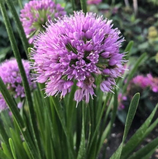 Purple Allium (Onion Ornamental) – NON-GMO / Heirloom – Free Shipping