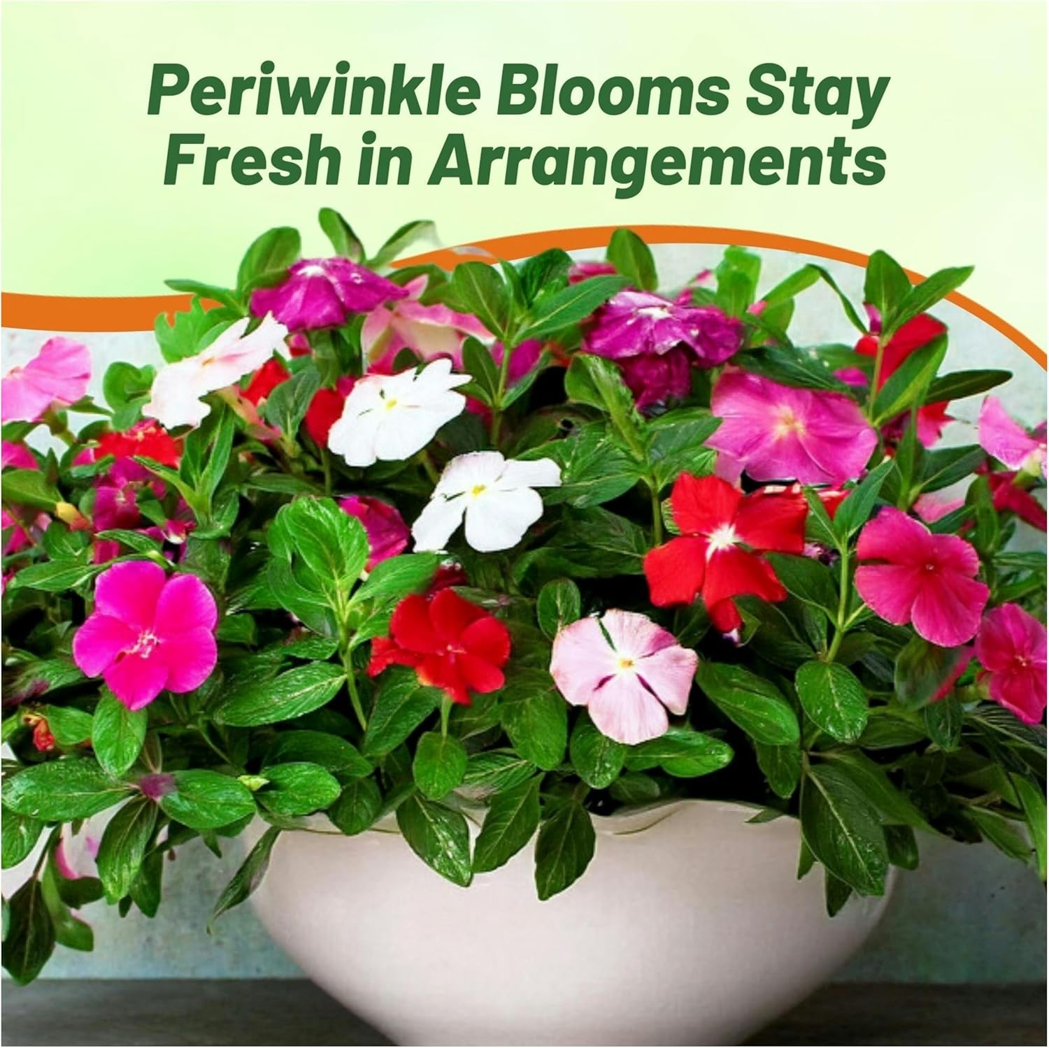 2000 Seeds Periwinkle Vinca Seed Mix For Planting – Dwarf Little Mix Ground