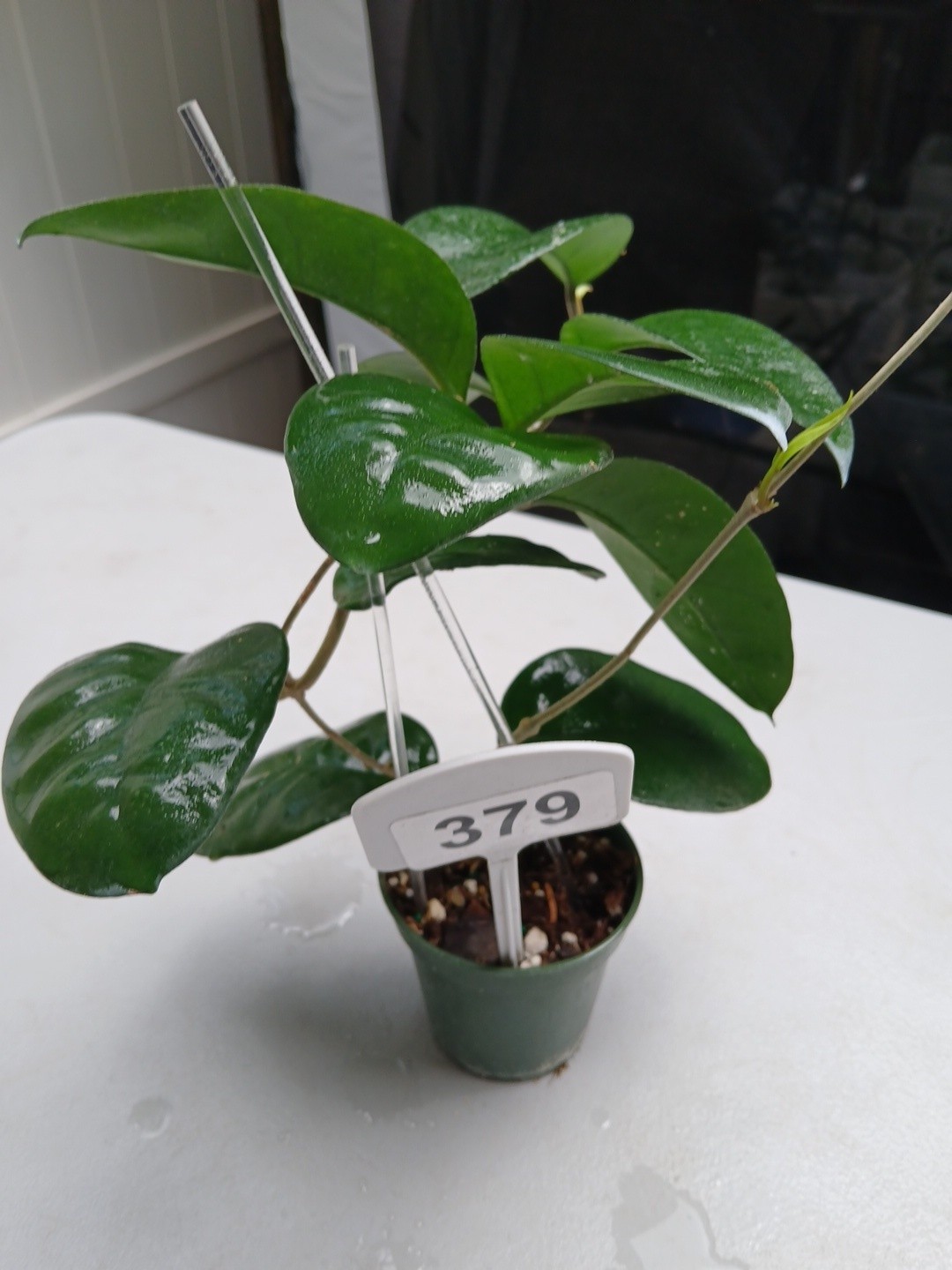#379- HOYA FUNGI I LIVE PLANT, LARGE LEAF, LARGE PLANT,