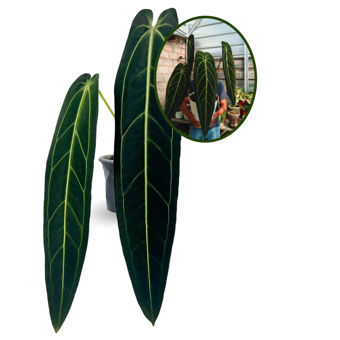 Anthurium Warocqueanum House Plant | Rare & Unique Anthurium Queen Plant