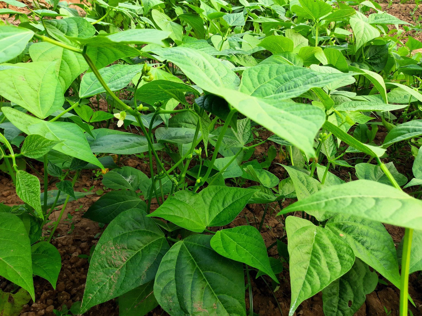 50 GREENCROP BEAN Phaseolus Vulgaris Vegetable Seeds