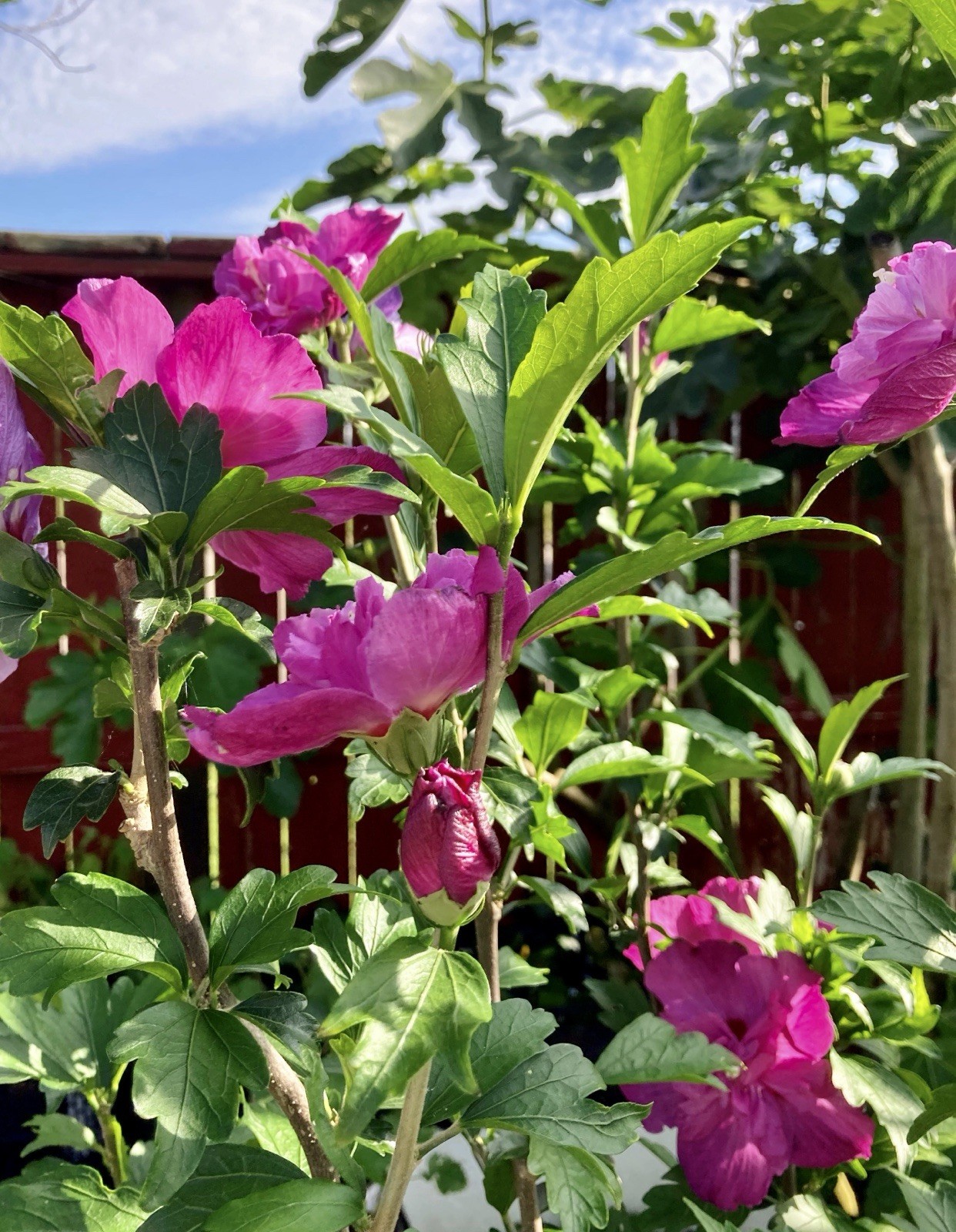 Heat And Cold Hardy Double Magenta Rose Of Sharon/ Hibiscus Syriacus Live Plant
