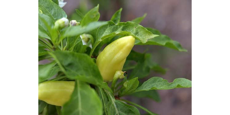 Pepper Hot Yellow Hungarian Garden Fresh Pack Produce Upright Fruits 100 Seeds