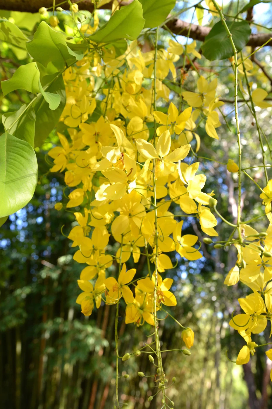 Golden Shower Tree Seeds 50+ Cassia Fistula Gold Rush Yellow Flower Tree Seeds