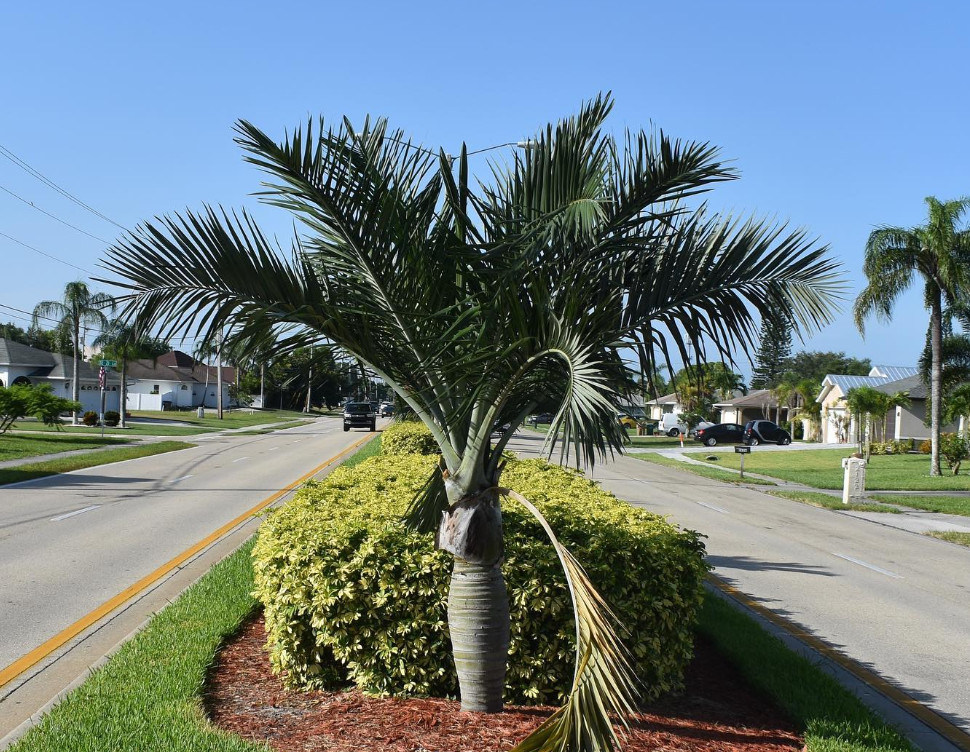 Live Buccaneer Palm Tree – 3 Gal Pot – Coastal Ornamental Palm – No Ship to CA