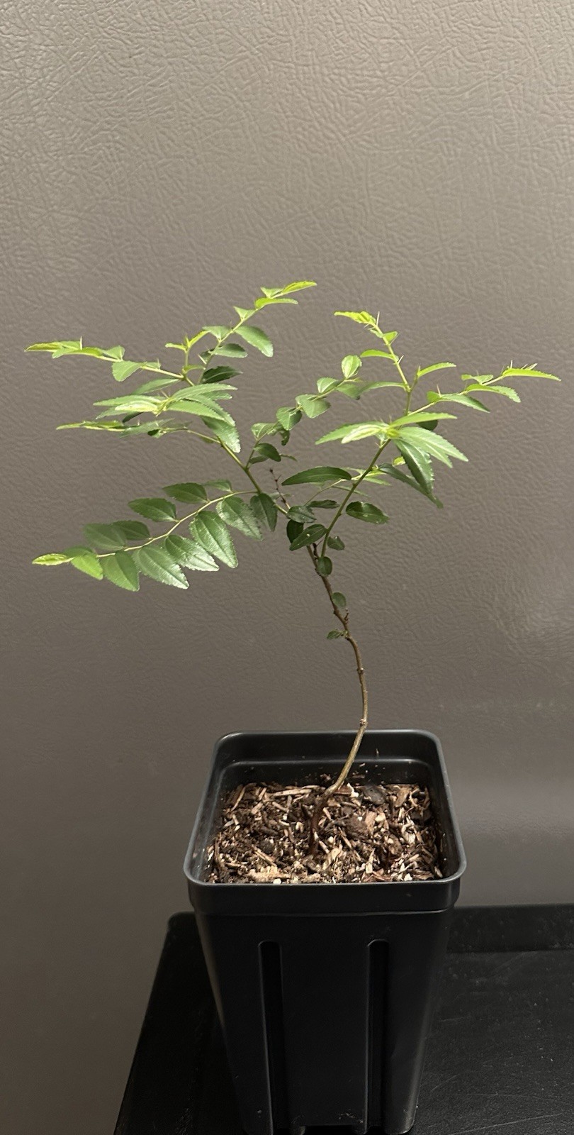 Ziziphus Spinosa Jujube Rare