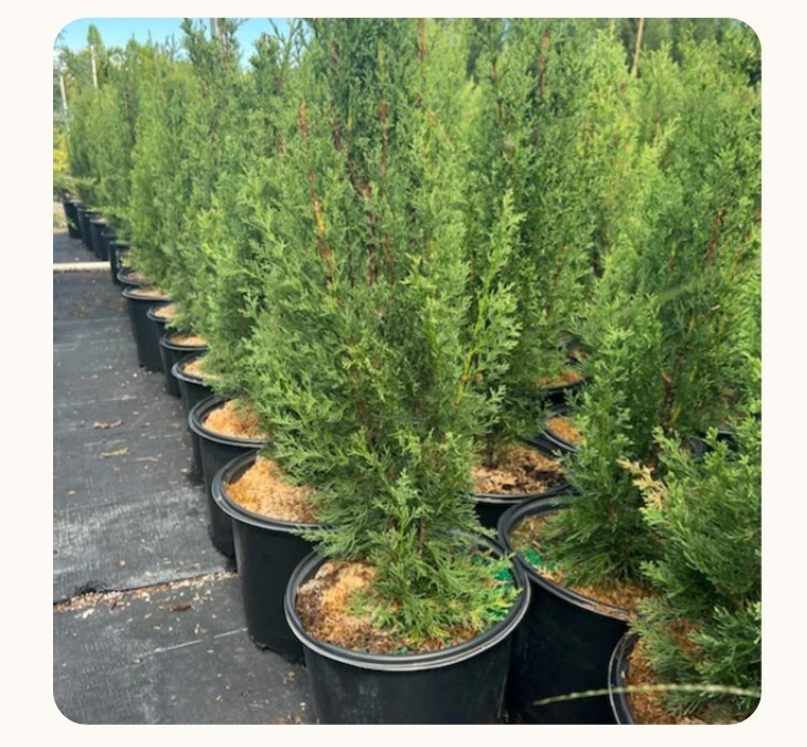 Italian Cypress in 1 gal 2-3 ft Outdoor Mediterranean Cypress Evergreen Plant