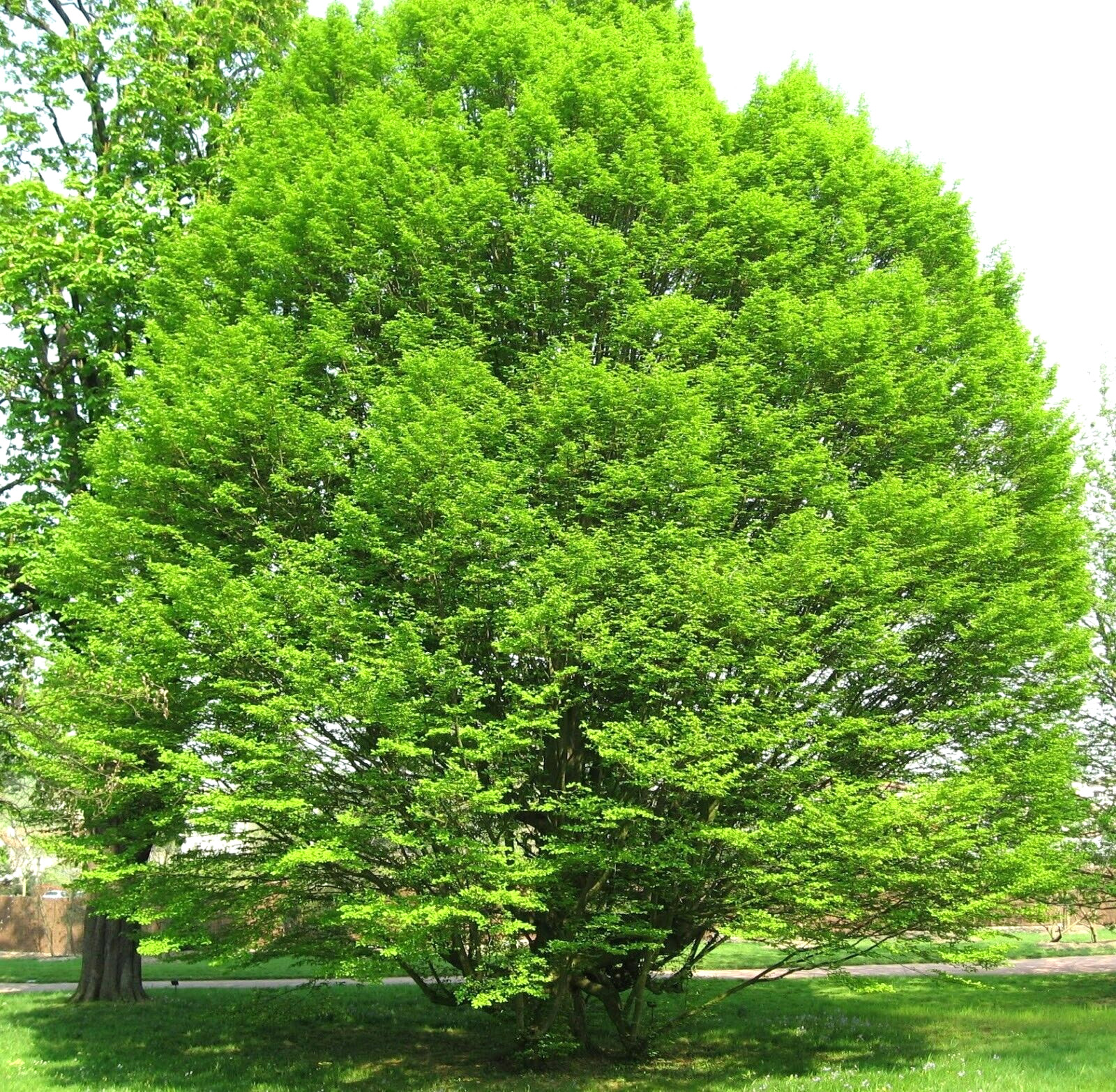 20 EUROPEAN HORNBEAM SEEDS – Carpinus betulus