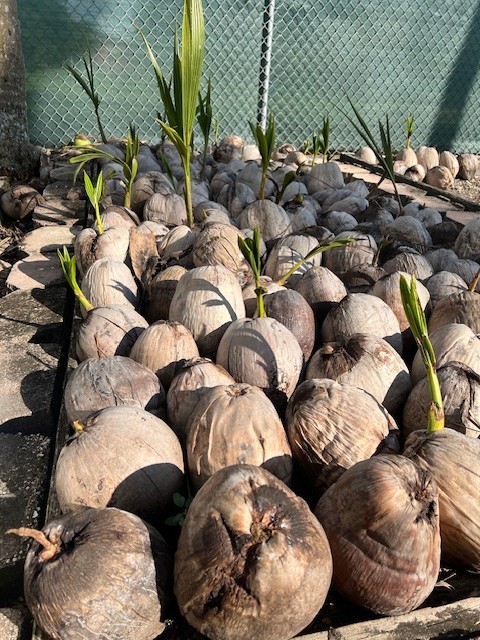 🌴 Green Malayan Dwarf Coconut Palm Live Plant- 1.5ft-2.5ft – Florida Grown