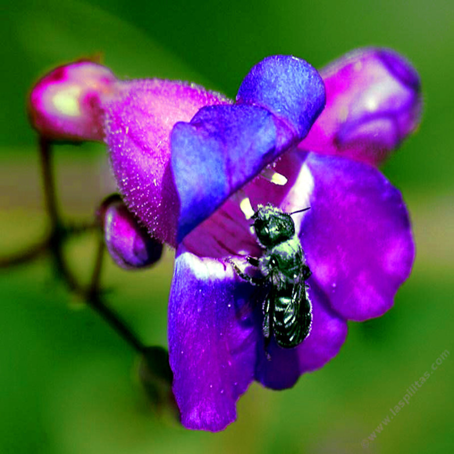 20 BLUE BEARD TONGUE Flower Seeds Penstemon spectabilis Butterflies Hummingbirds
