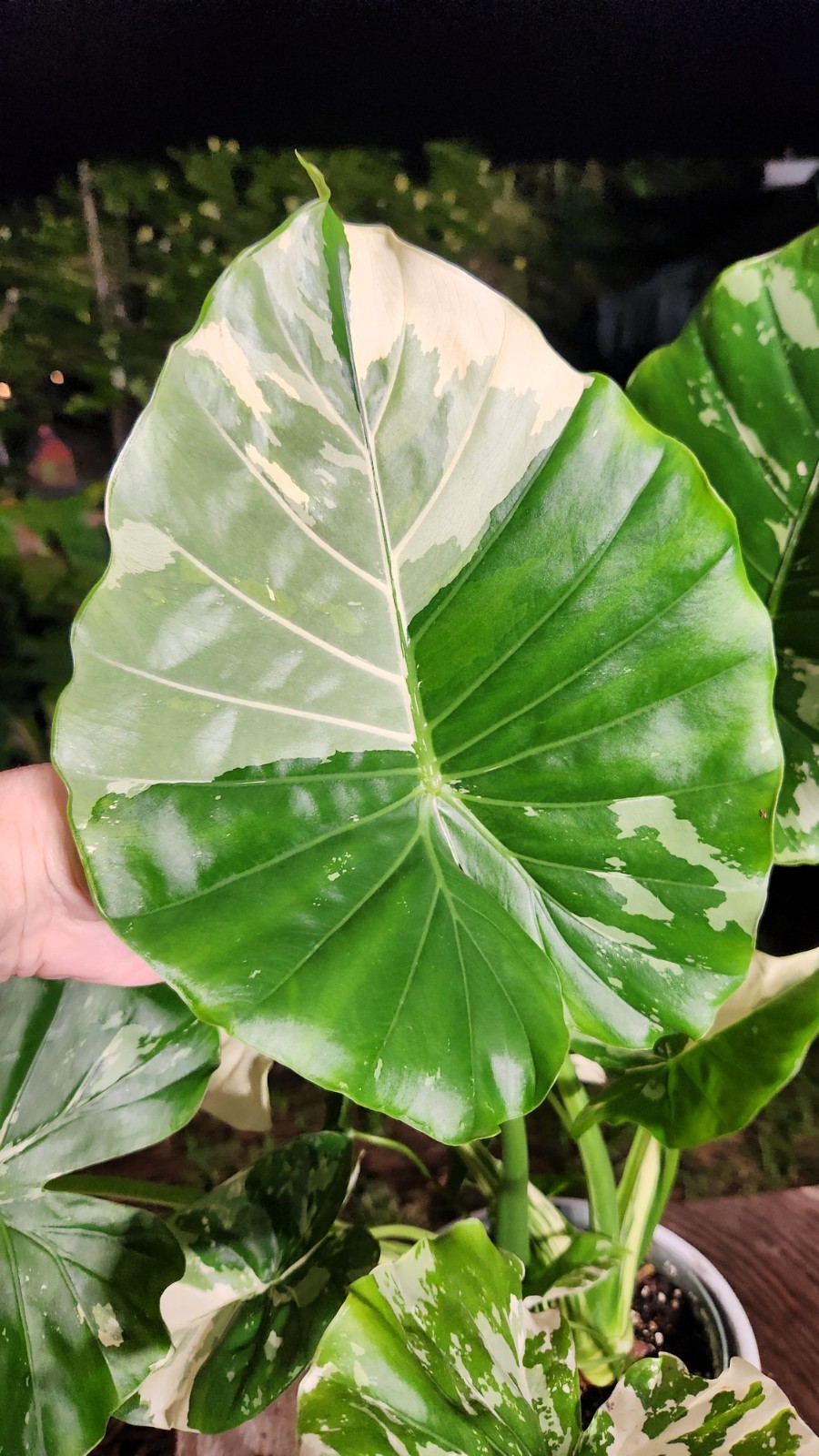 Alocasia gageana variegated plant in 6″ Pot 17″ – 22″ Tall 18″ – 19″ Wide