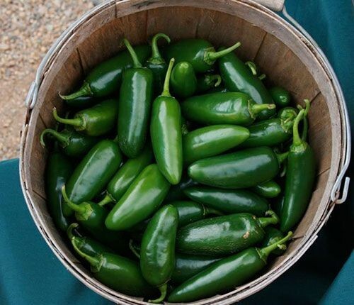 10+ EARLY Jalapeno Pepper Chille Seeds — HEIRLOOM — NON GMO — FRESH