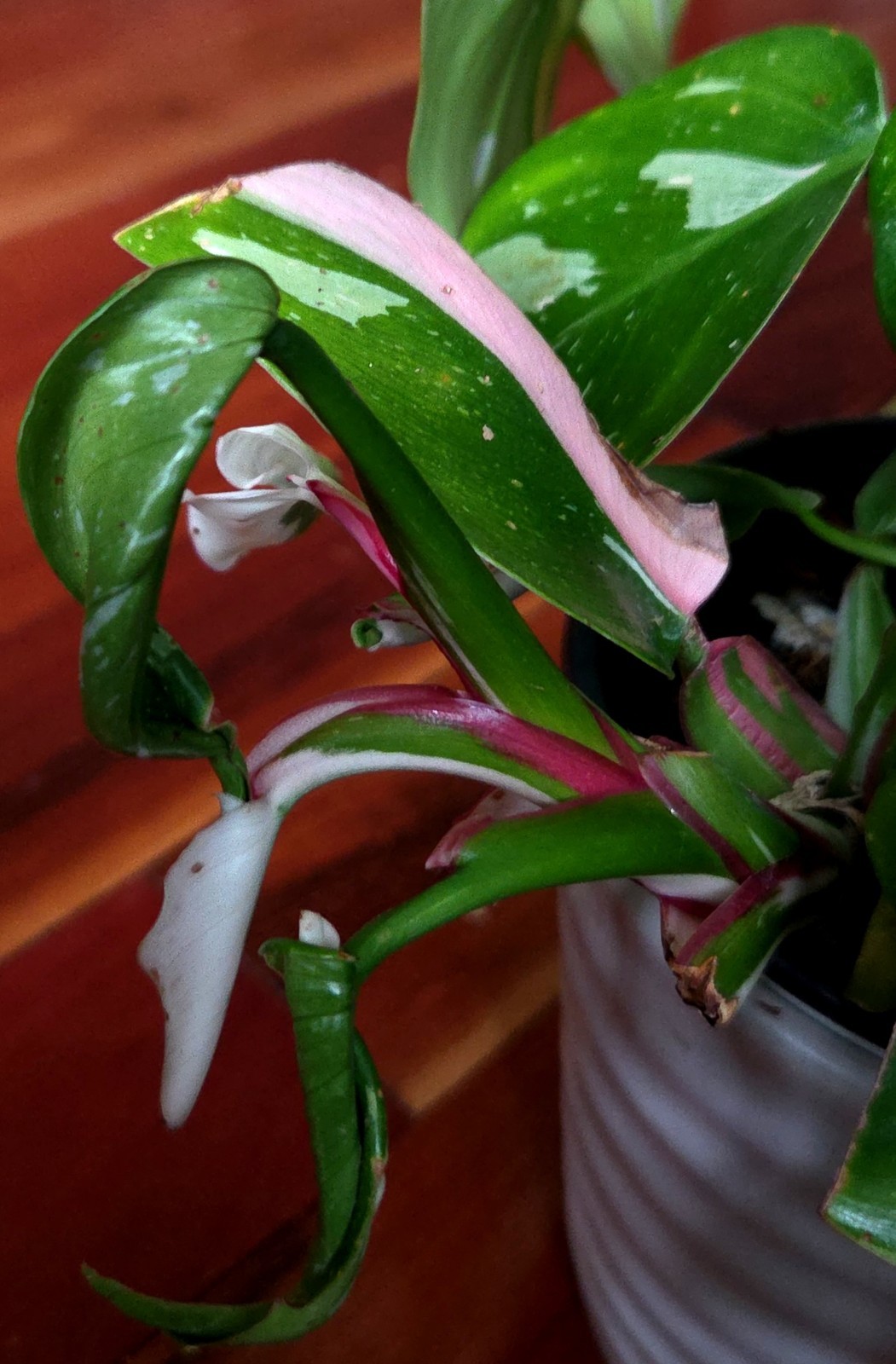Rare Philodendron White Princess Tricolor 25″ Tall w/ Pups Not Aroid Anthurium