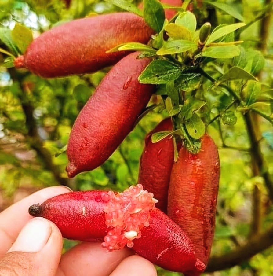 Red Finger Lime Tree – 36″-48″ Tall Fruit Caviar Tree- With 2Day SHIPPING