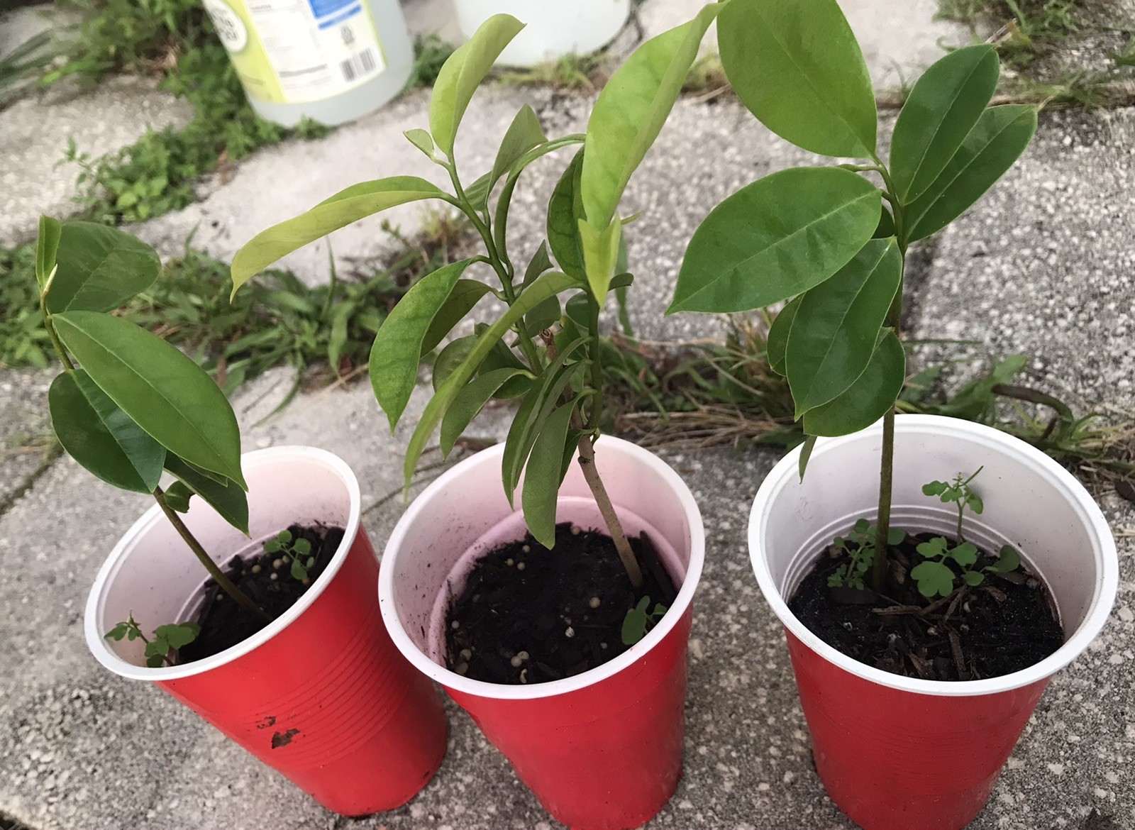 4”- 9” Annona Muricata Graviola Soursop Guanabana Potted Starter PLANT Tropical