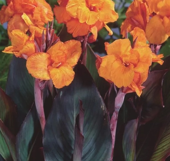 Canna Lily Orange WYOMING 3 Live Flower Plant Bulbs Purple Variegated Leaves