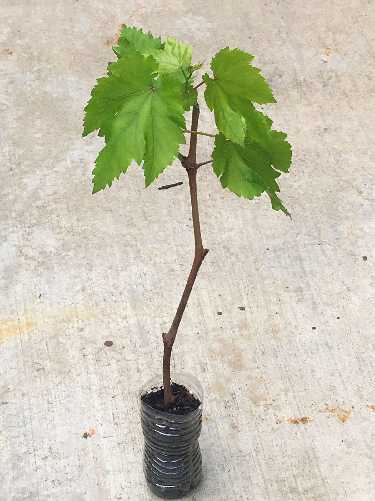 Sweet Red Flame Fruit Seedless Grape Vine Rooted Plants Tree