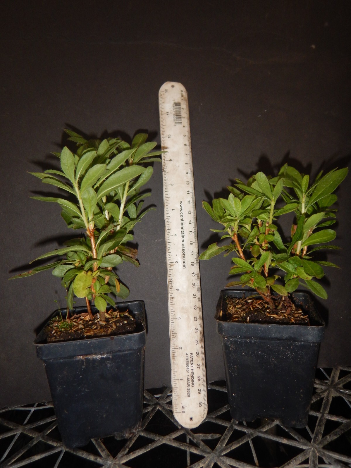 Stonewall Jackson Azalea Rhododendron~Rooted Starter Plant~DORMANT Fall Winter