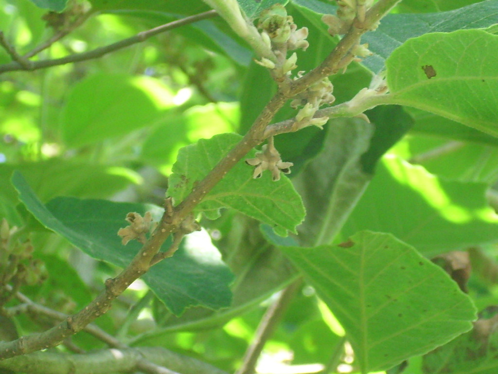 10 VERNAL WITCH HAZEL SEEEDS – Hamamelis vernalis