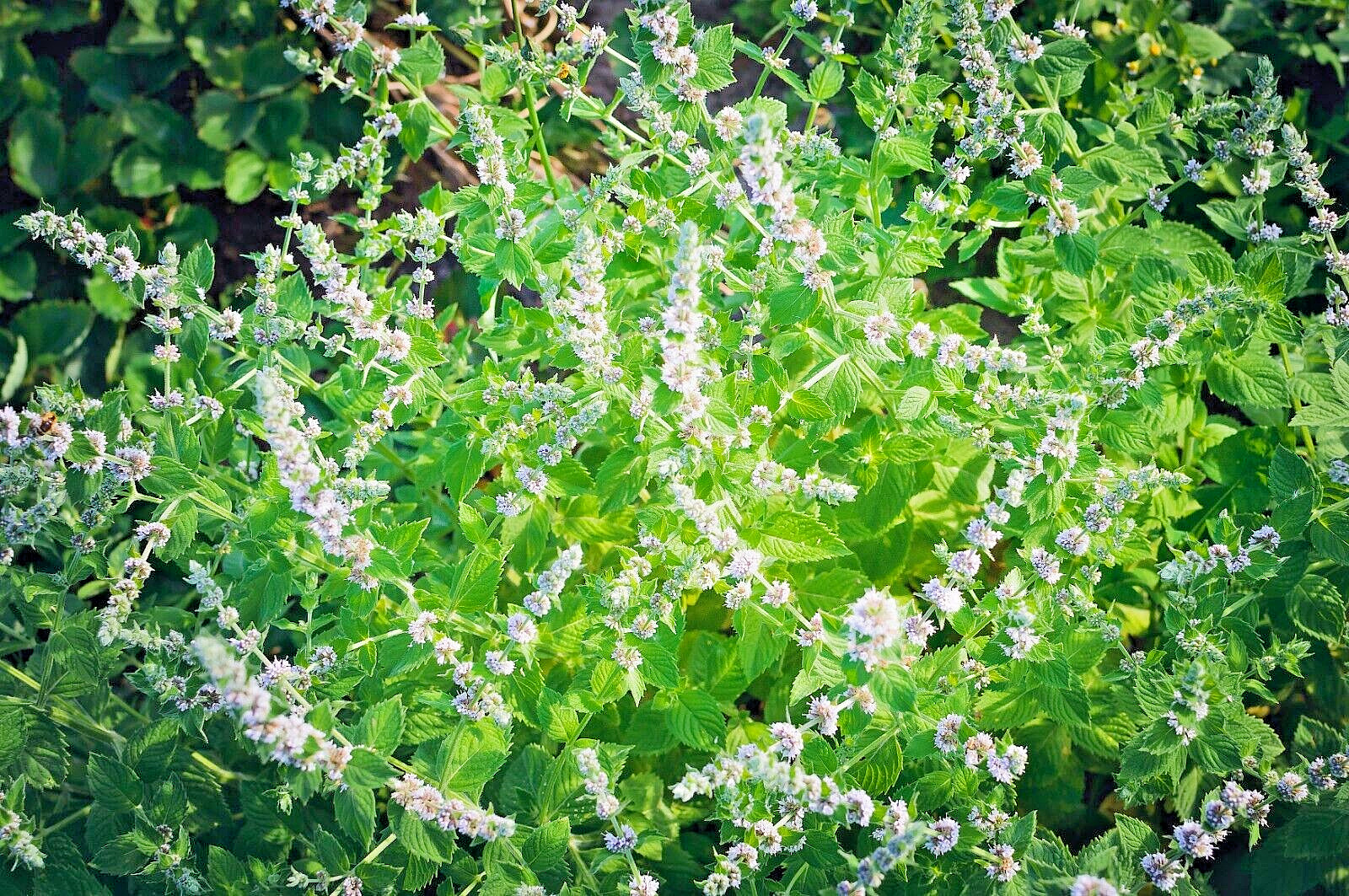 LEMON BALM 100 SEEDS, MELISSA OFFICINALIS, HERB, mariesgreengarden