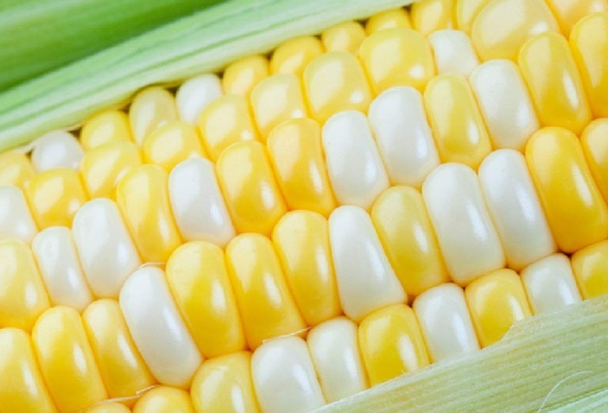 Peaches and Cream Sweet Corn Seeds (250+ Seeds) – Bicolor Yellow