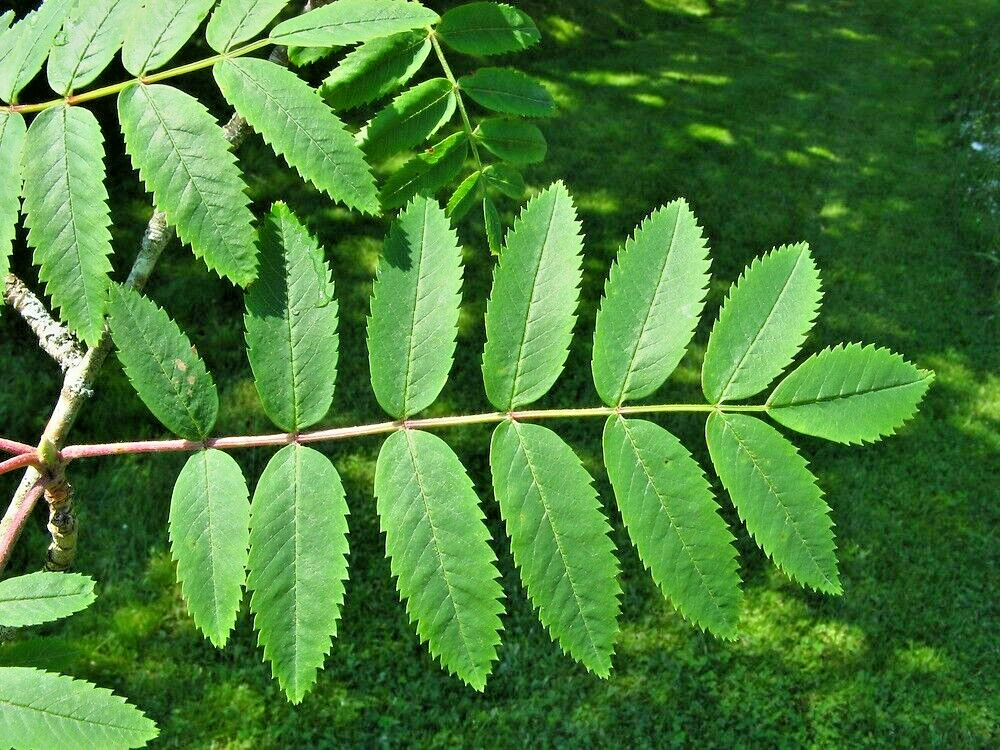 10 EUROPEAN MOUNTAIN ASH SEEDS – Sorbus aucuparia