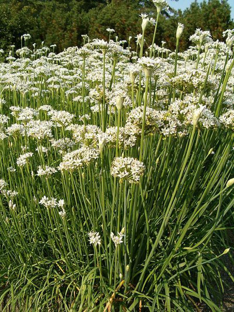 250 Garlic Chives Seeds Garden Herb Heirloom