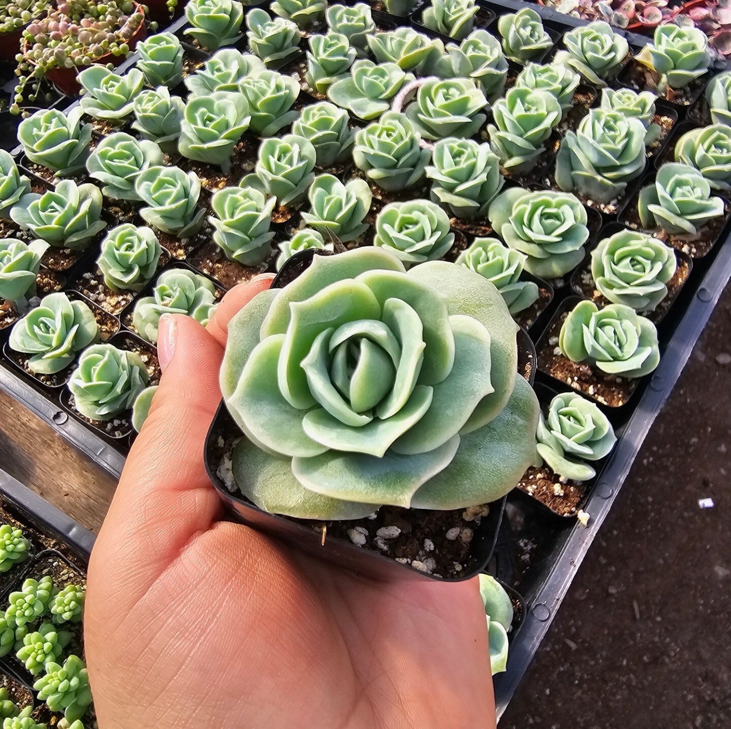 Graptoveria Lovely Rose | 2in pot |