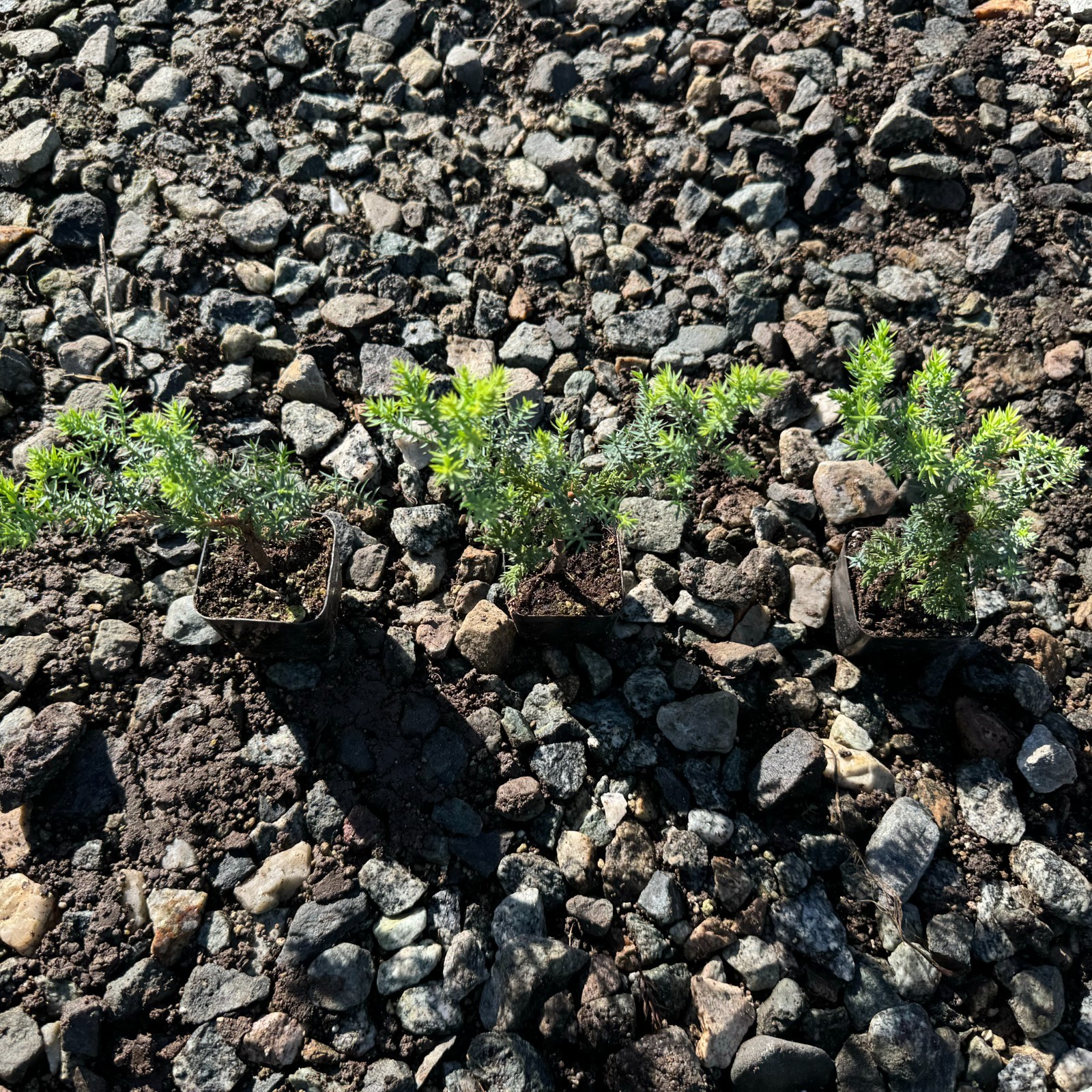 🌿 Live Juniper Bonsai Tree – 3 PACK- Perfect Zen Gift