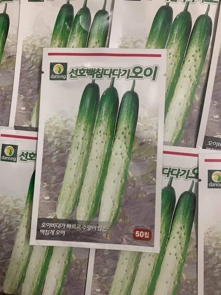 10+ seeds Korean Asian White /Green Sweet Crispy Cucumber Dua Leo Nep Han Quoc