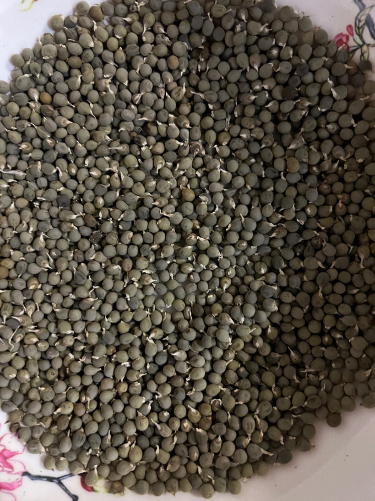 Rau Ram/ Dragon Bean- Okra/ Vietnamese basil/Sung thao-Japanese/Chine artichoke