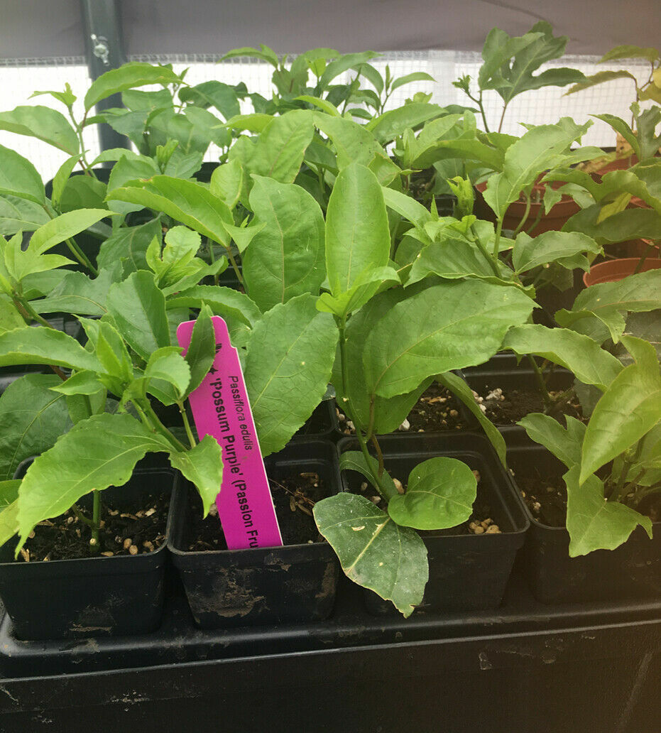 ~POSSUM PURPLE Passion Fruit~Live Starter Plant ~Passiflora edulis~ Self Fertile