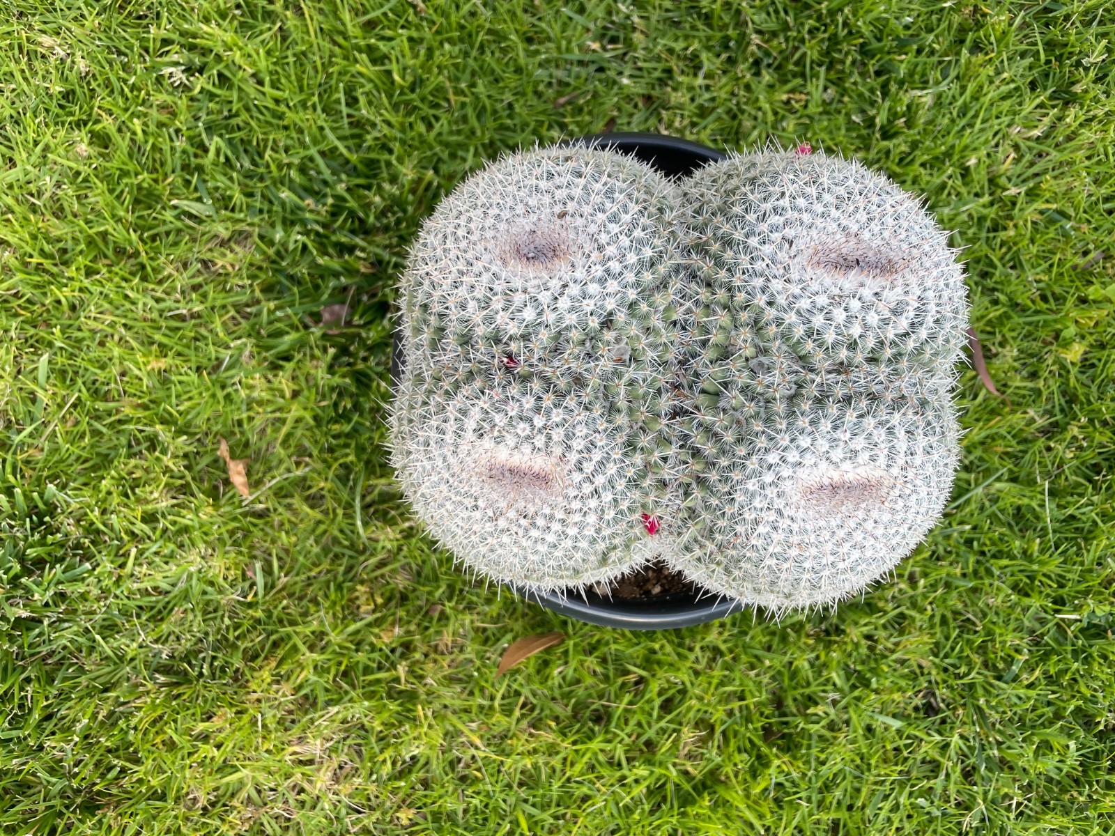 XL cluster, 4 heads, Mammillaria Parkinsonii #A48