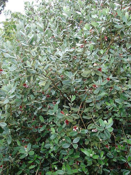 Feijoa sellowiana | Feijoa | Pineapple Guava | Guavasteen | 10 Seeds