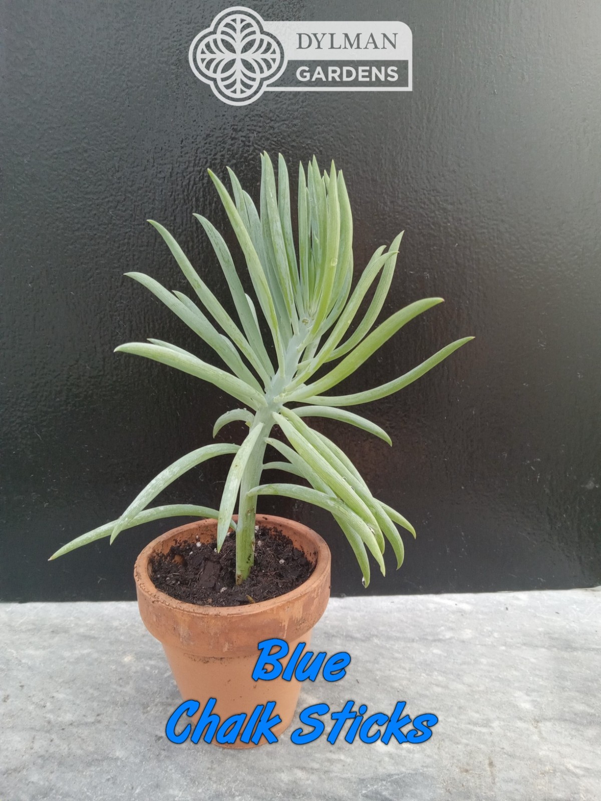 Blue Chalk Sticks (Curio talinoides) Blue Senecio – Live Plant – Multiple Sizes
