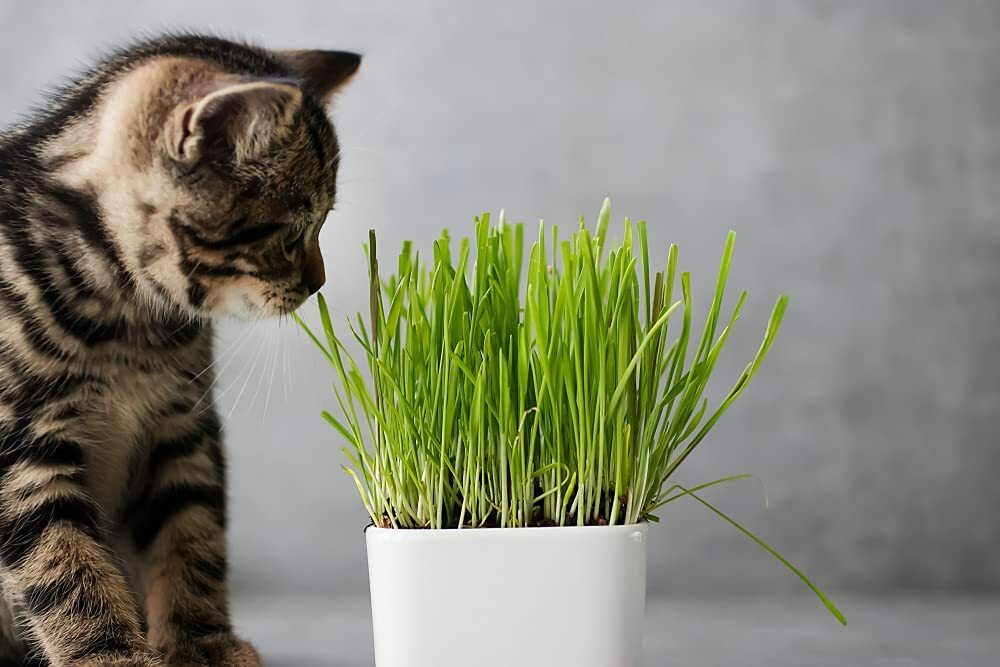 1 Pound Cat Grass Seeds for Growing | 4 Way Blend, Rye, Wheat, Oats and Barley