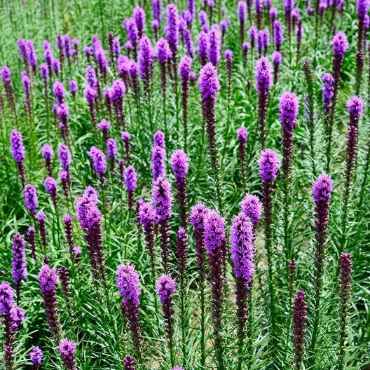 GAYFEATHER (Marsh Blazingstar) CutFlowers Perennial Honeybees Non-GMO 300 Seeds