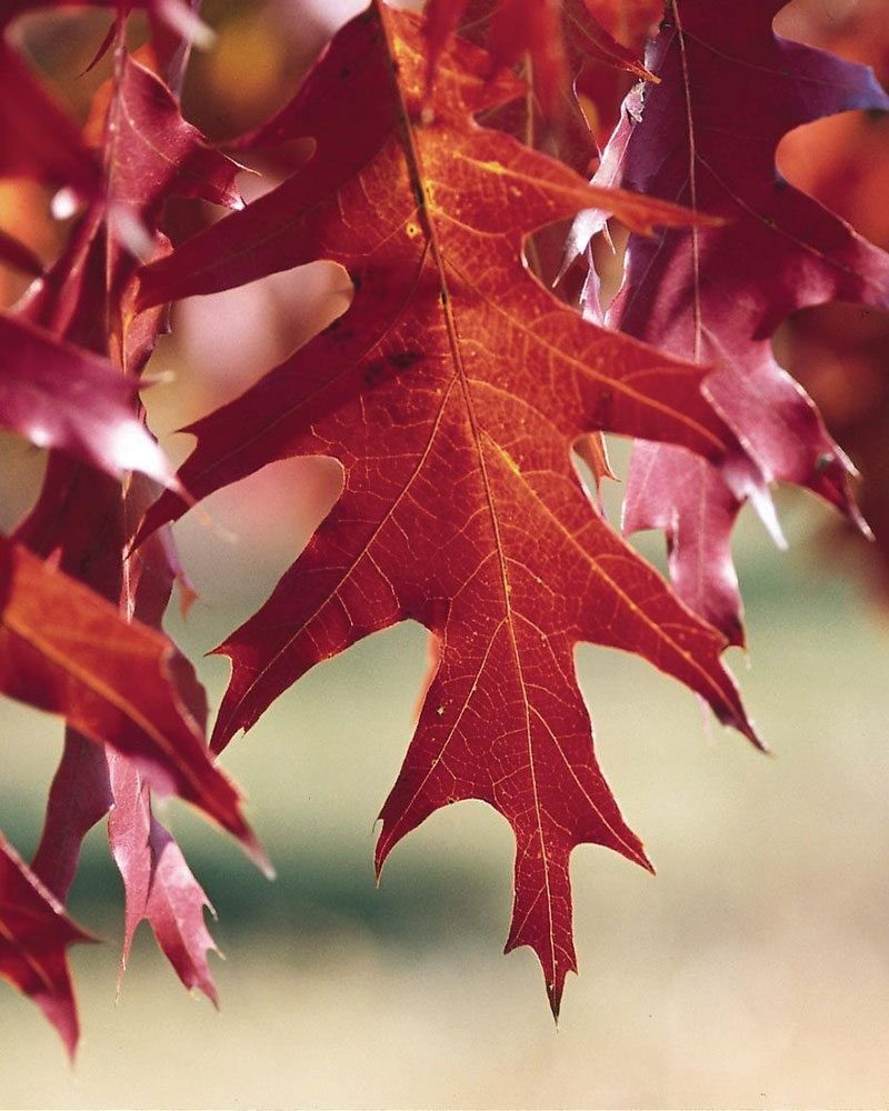 Live Red Oak Tree Seedlings 1-4 yo 6″-40″+ Tall Cold Hardy & Well Rooted Plant