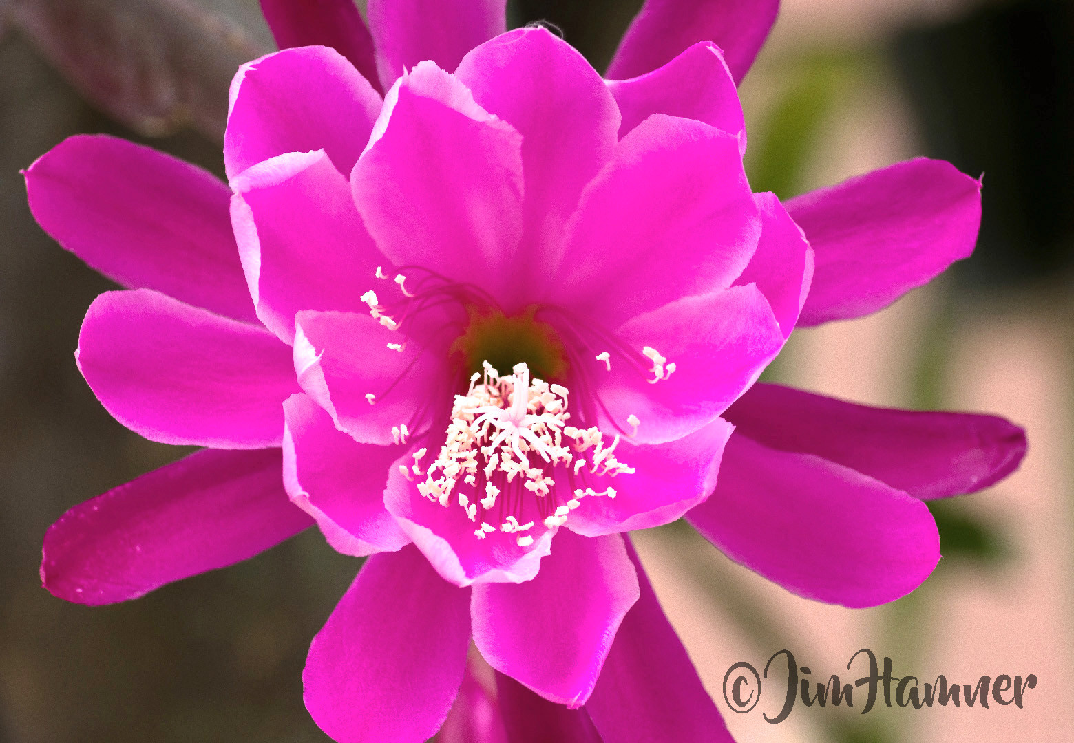 20 Mystery Epiphyllum Orchid Cactus Cuttings, Mixed colors, Assorted – Not Named