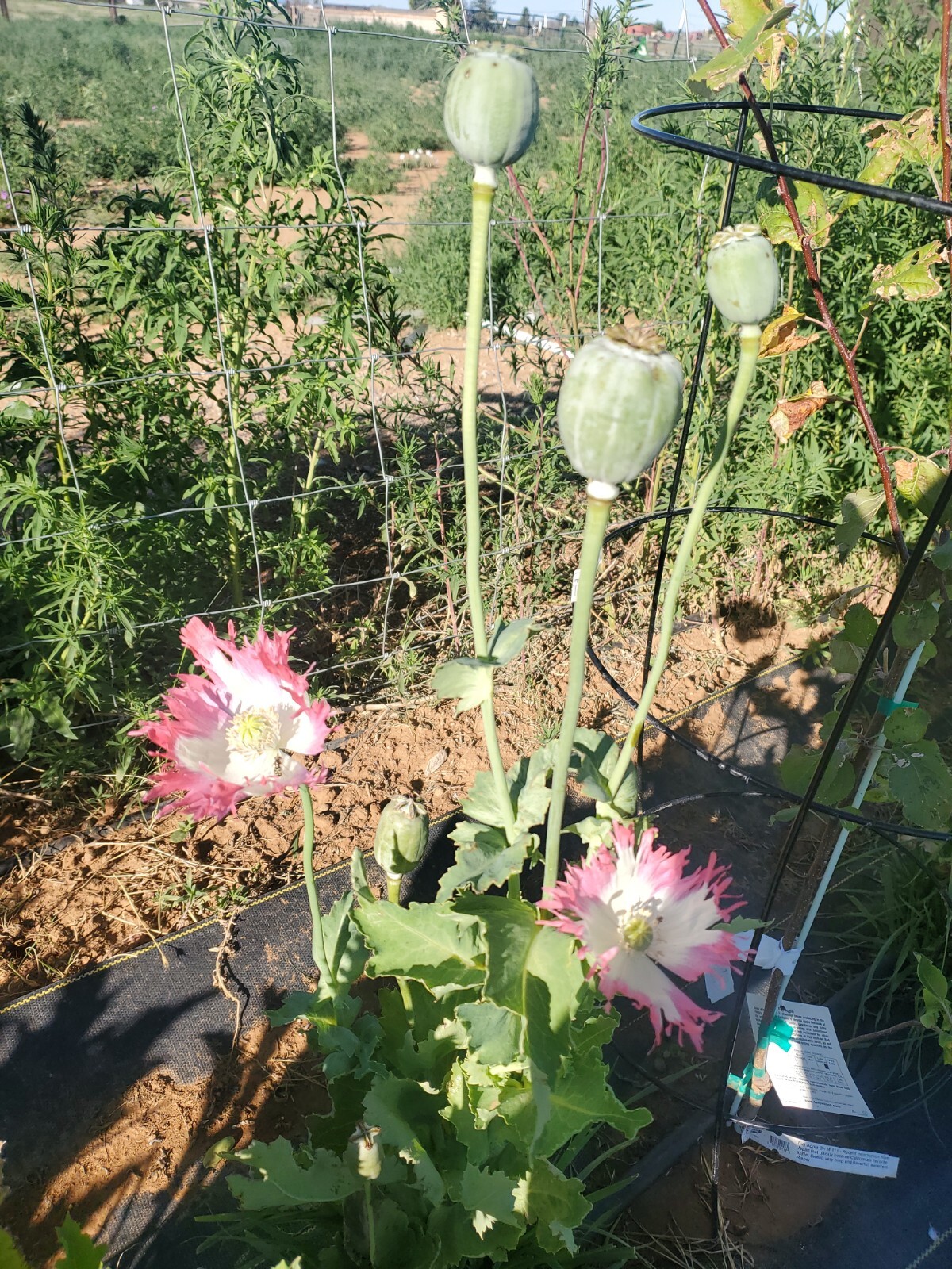TRUE Galania Izmir Afghan Special Poppy Seeds 1500 Count Indoor/Outdoor