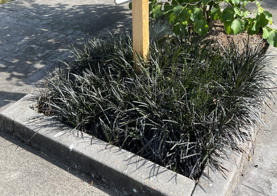 20 Black Mondo Decorative Grass Plants Bareroot