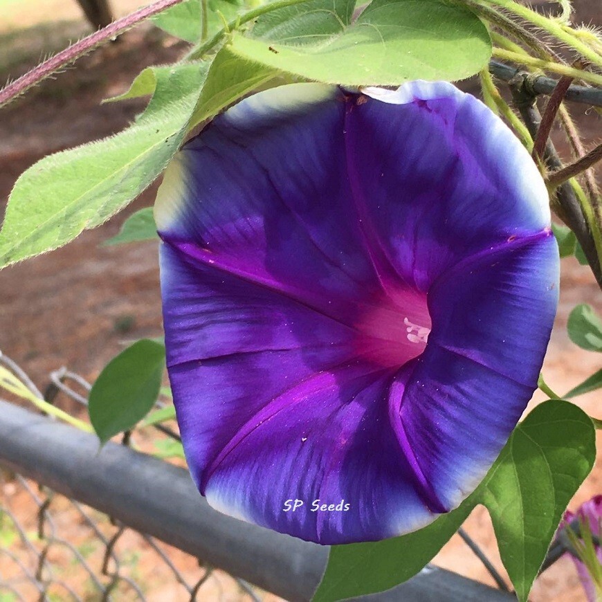 Star of India – Japanese Morning Glory – ipomoea NIL – 6 seeds – Huge blooms!