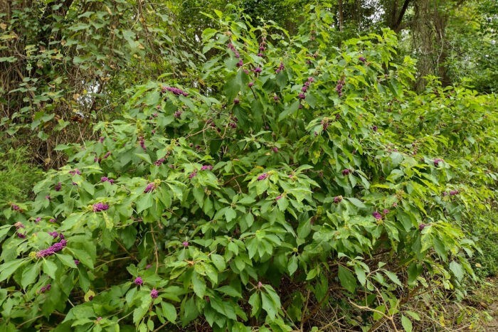 American Beautyberry “Callicarpa americana” 1 Live Plant in 3.5 Inch Pot