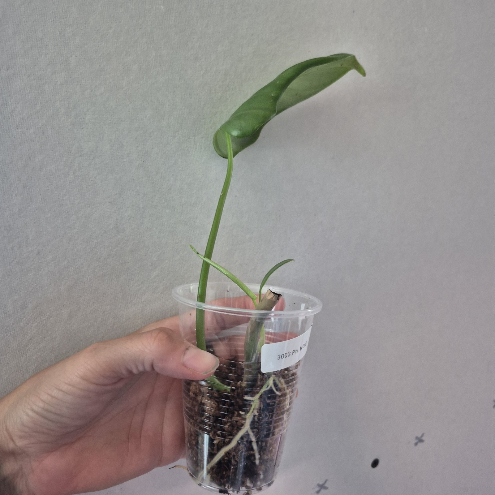 UNKNOWN Philodendron NOID – rooted tropical Indoors live plant 3 Inch Cup