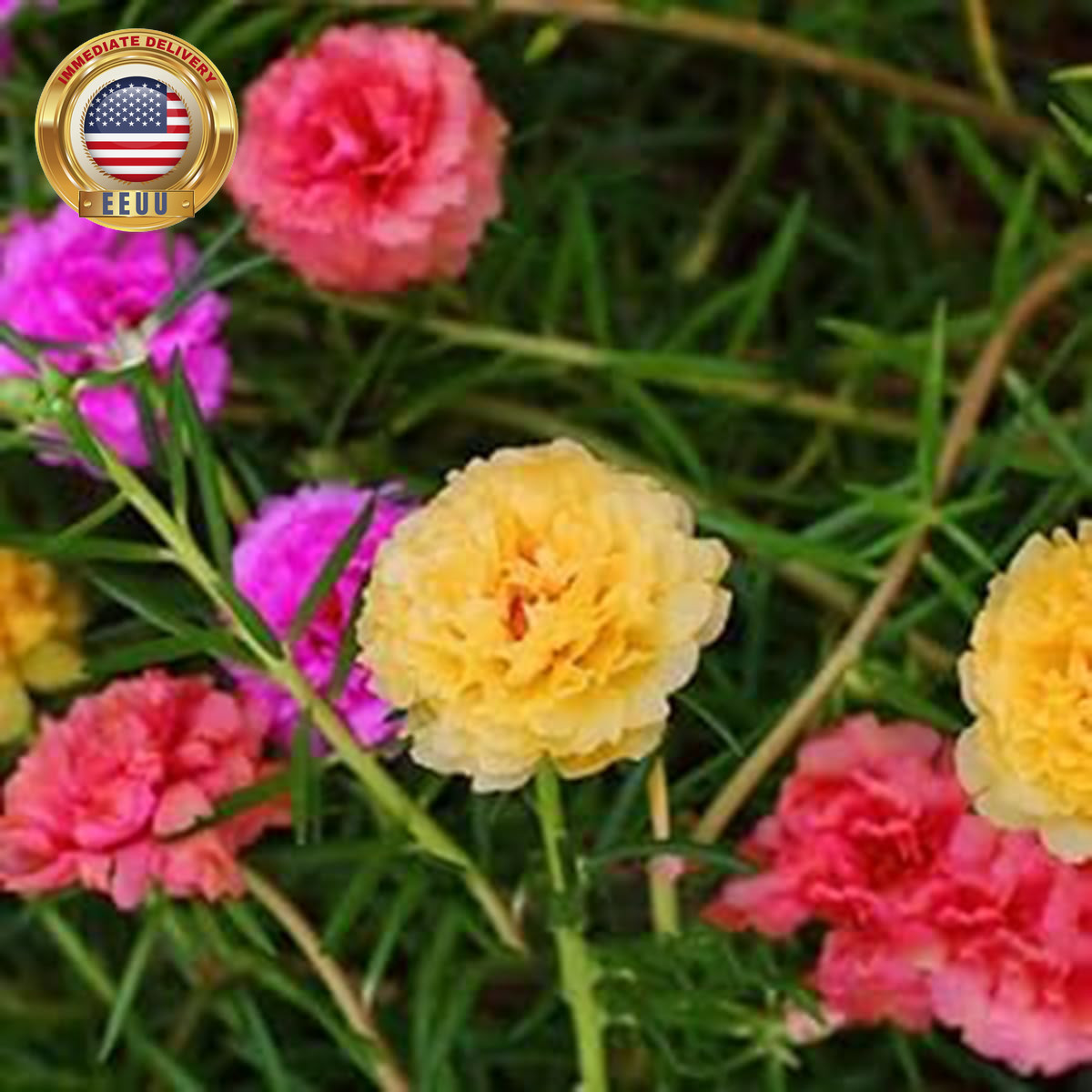 10000+ Portulaca Grandiflora Moss Rose Seeds Mixed Color Spreading for Planting