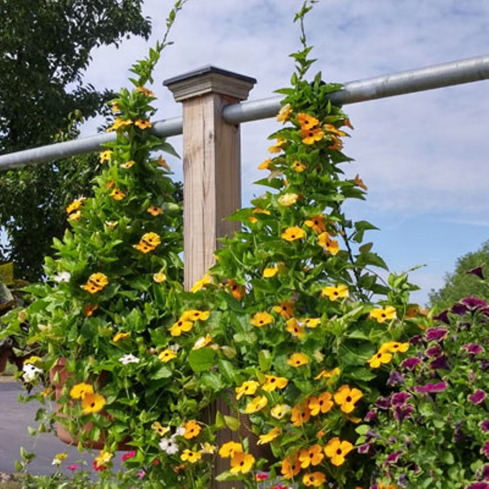 Black Eyed Susan Vine Mix – 10 Seeds – Deer Resistant – Thunbergia Alata